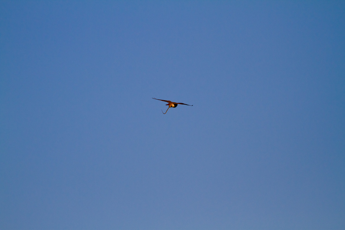 20110416-065654-2