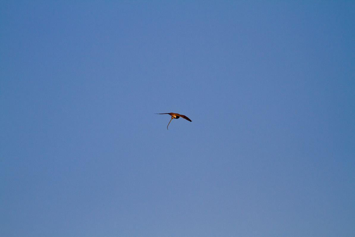 20110416-065654-3