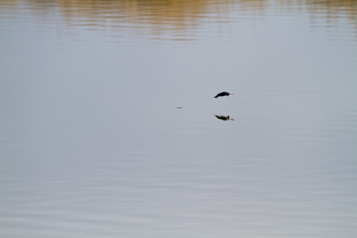 20110410-082901